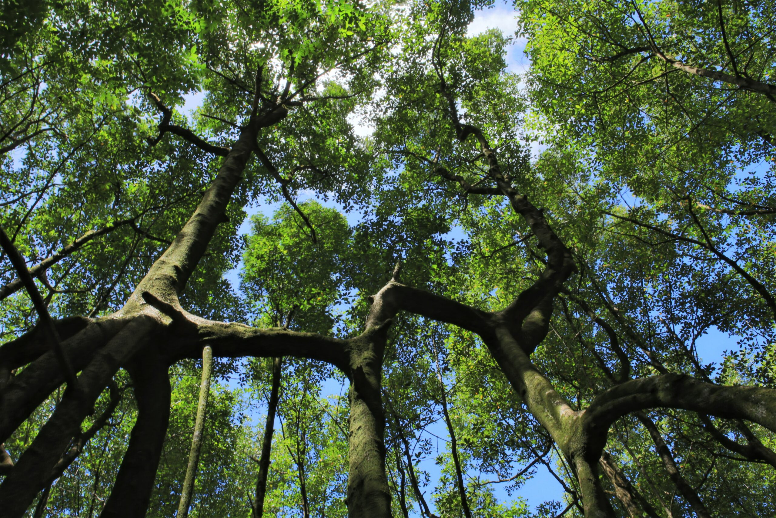  Recrutement d’un.e ingénieur.e projet en Solutions Fondées sur la Nature – laboratoire vivant sur les mangroves 