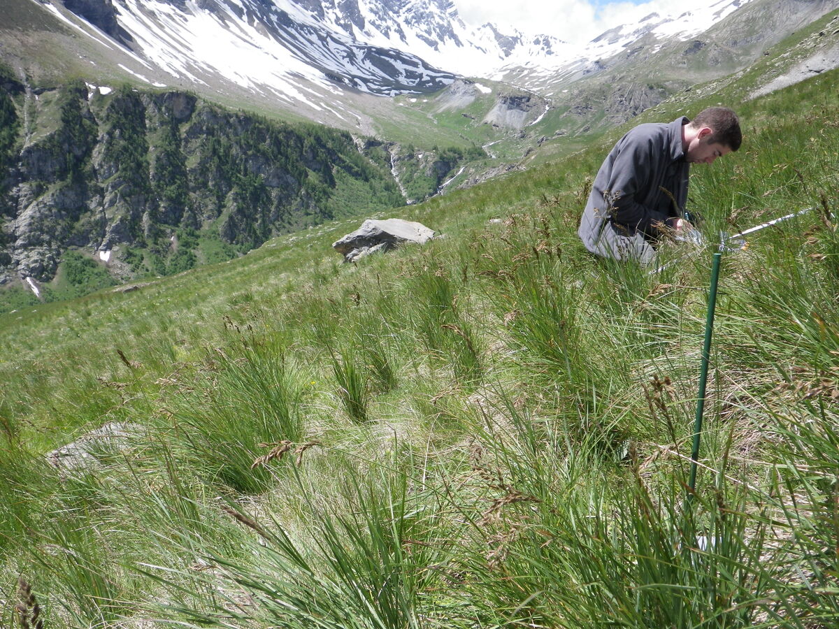 Relevé de végétation dans l'alpage de Grande Cabane, dans les Alpes françaises © Clotilde SAGOT/Parc national des Écrins/CNRS Images