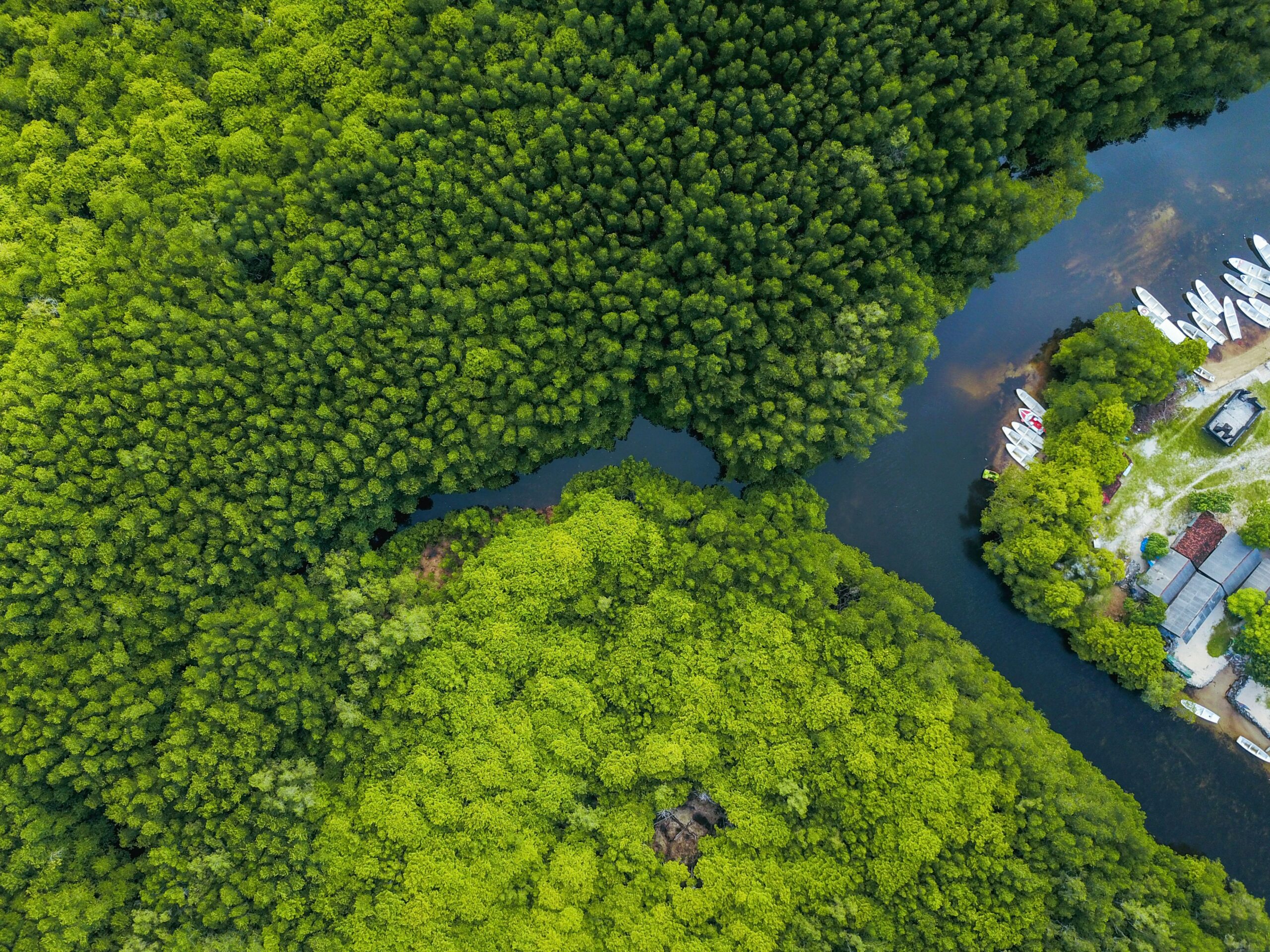 Photo aérienne d'une forêt côtière © Joel Vodell/Unsplash 