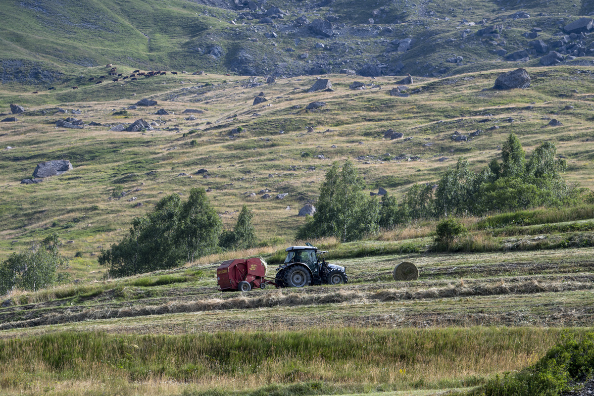 Récolte du foin dans les prairies subalpines de Villar-d'Arêne, Hautes-Alpes © Hubert RAGUET / LECA / CNRS Images