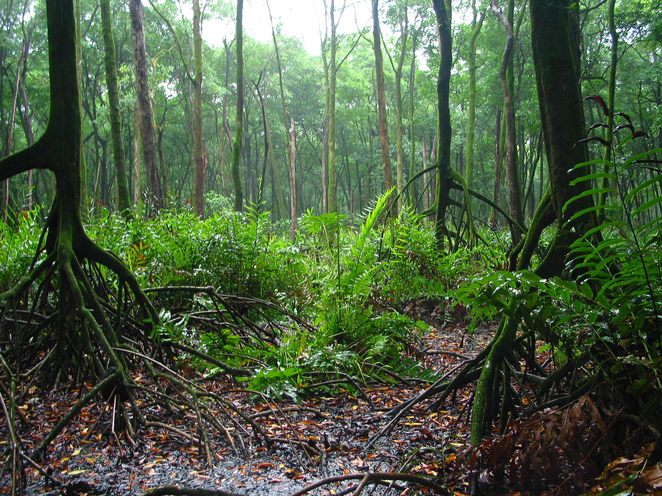  Ouverture des inscriptions aux Journées « Mangroves, biodiversité et littoraux » 