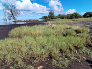 Prairie salée d'Atimaono, Tahiti © Thibaud Mallevialle
