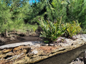 Acrostichum aureum, plante indicatrice de sub-mangroves, sur un tronc © Thibaud Mallevialle