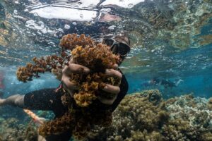 Arrachage d’algues Turbinaria ornata dans le lagon d’Atimaono, projet Moana Fenua © Théo Guillaume