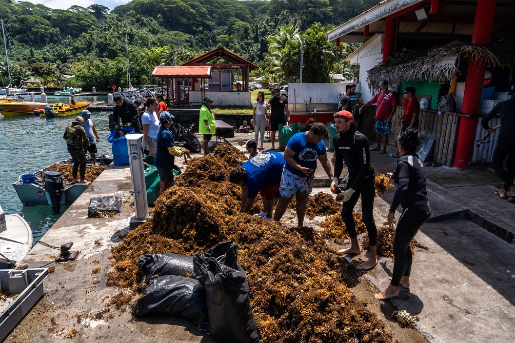 Mis en commun des algues récoltées pendant le ramassage, projet Moana Fenua Mis en commun des algues récoltées pendant le ramassage, projet Moana Fenua © Théo Guillaume