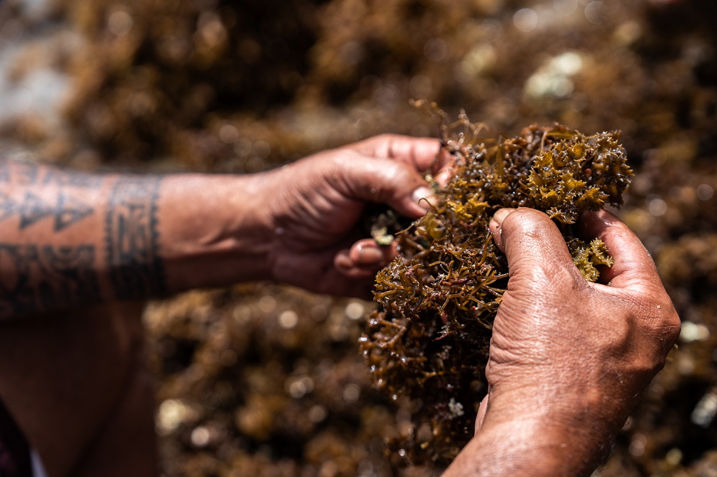 Tri des algues Turbinaria ornata avant séchage, projet Moana Fenua © Théo Guillaume 