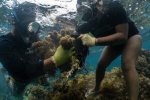 Arrachage d’algues Turbinaria ornata dans le lagon d’Atimaono, projet Moana Fenua © Théo Guillaume